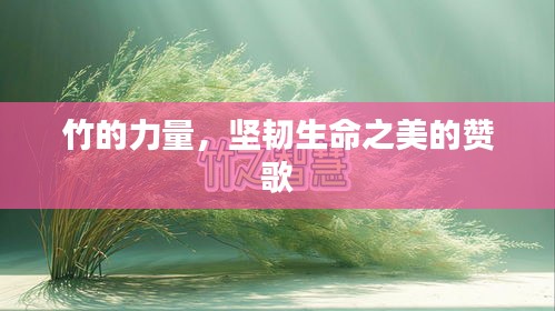 竹的力量，堅(jiān)韌生命之美的贊歌