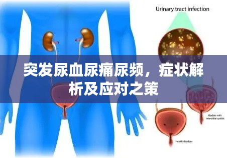 突發(fā)尿血尿痛尿頻，癥狀解析及應(yīng)對之策