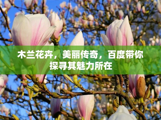 木蘭花卉，美麗傳奇，百度帶你探尋其魅力所在