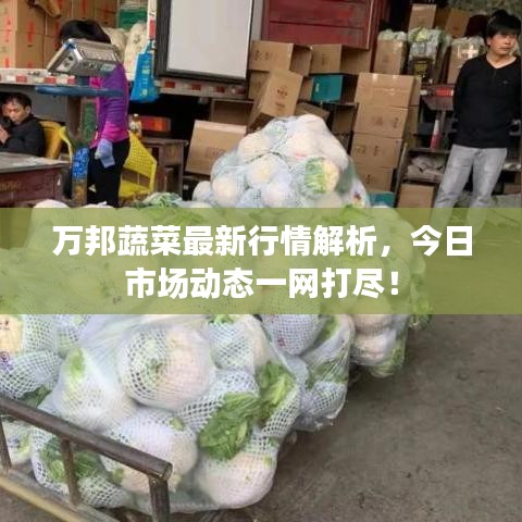 萬邦蔬菜最新行情解析，今日市場動(dòng)態(tài)一網(wǎng)打盡！